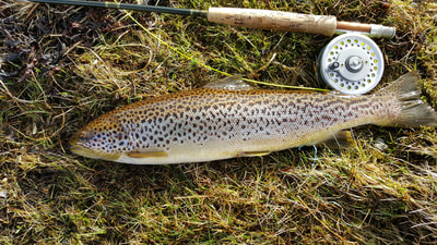 3lb 2oz Sea Trout caught by Mike Forbes