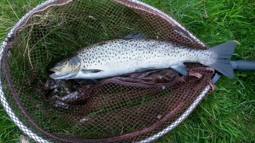 Sea Trout 2lbs 4oz - caught on dry fly