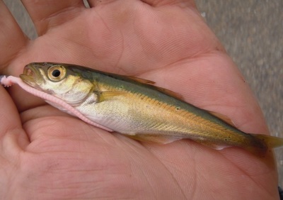 Young Coalfish